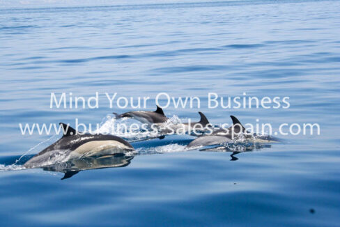 dolphin-sightings