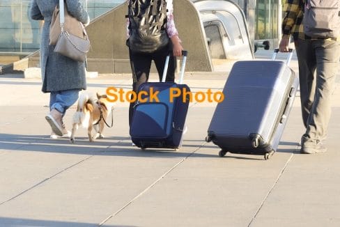 A group of adults with a chihuahua dog and large suitcases are walking down the street of a big city