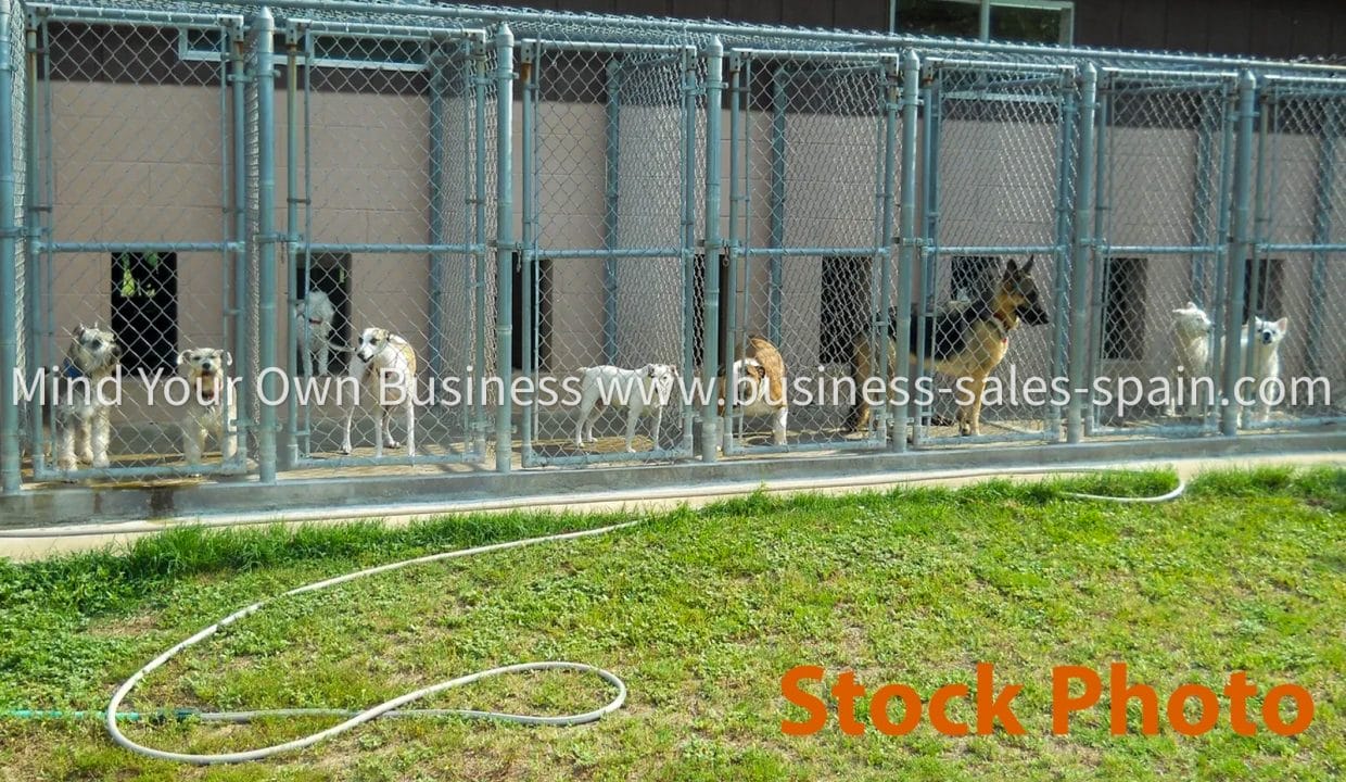 2. Dogs  copy