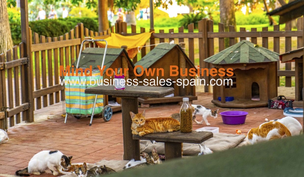 3. Cats vecteezy_wooden-cat-house-in-the-garden_11215926 copy