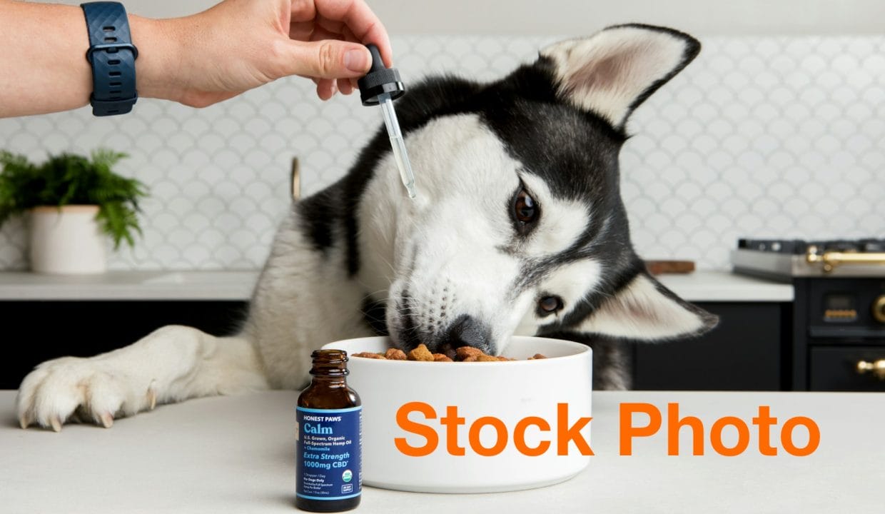3. honest-paws-P48FjQcUgWc-unsplash copy