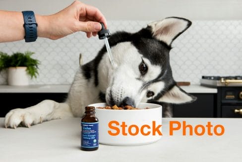 3. honest-paws-P48FjQcUgWc-unsplash copy