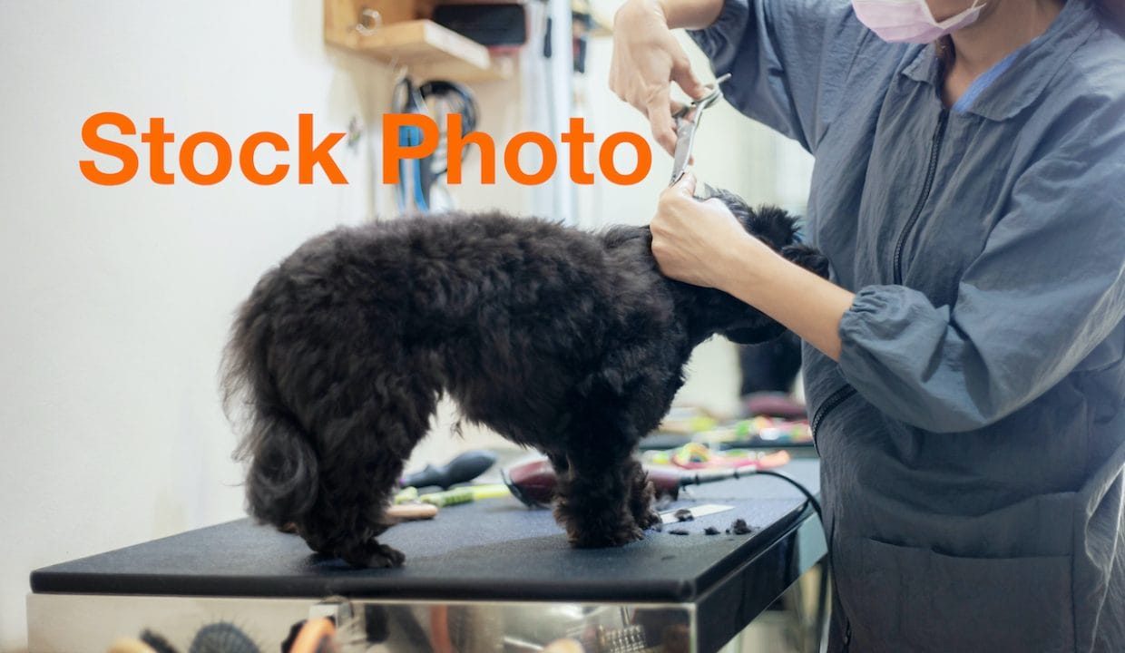 4. Grooming vecteezy_woman-cutting-hair-a-dog_2100438 copy