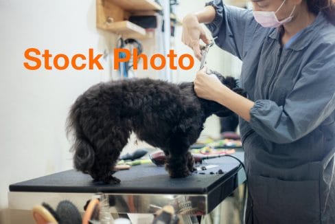 4. Grooming vecteezy_woman-cutting-hair-a-dog_2100438 copy